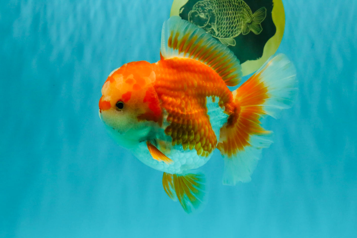 CHUBBY AAA Grade Red White Oranda Male 6 inches #081426OR_01