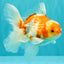 A Grade Kohaku Red White Oranda Male 5.5 inches #101626OR_12