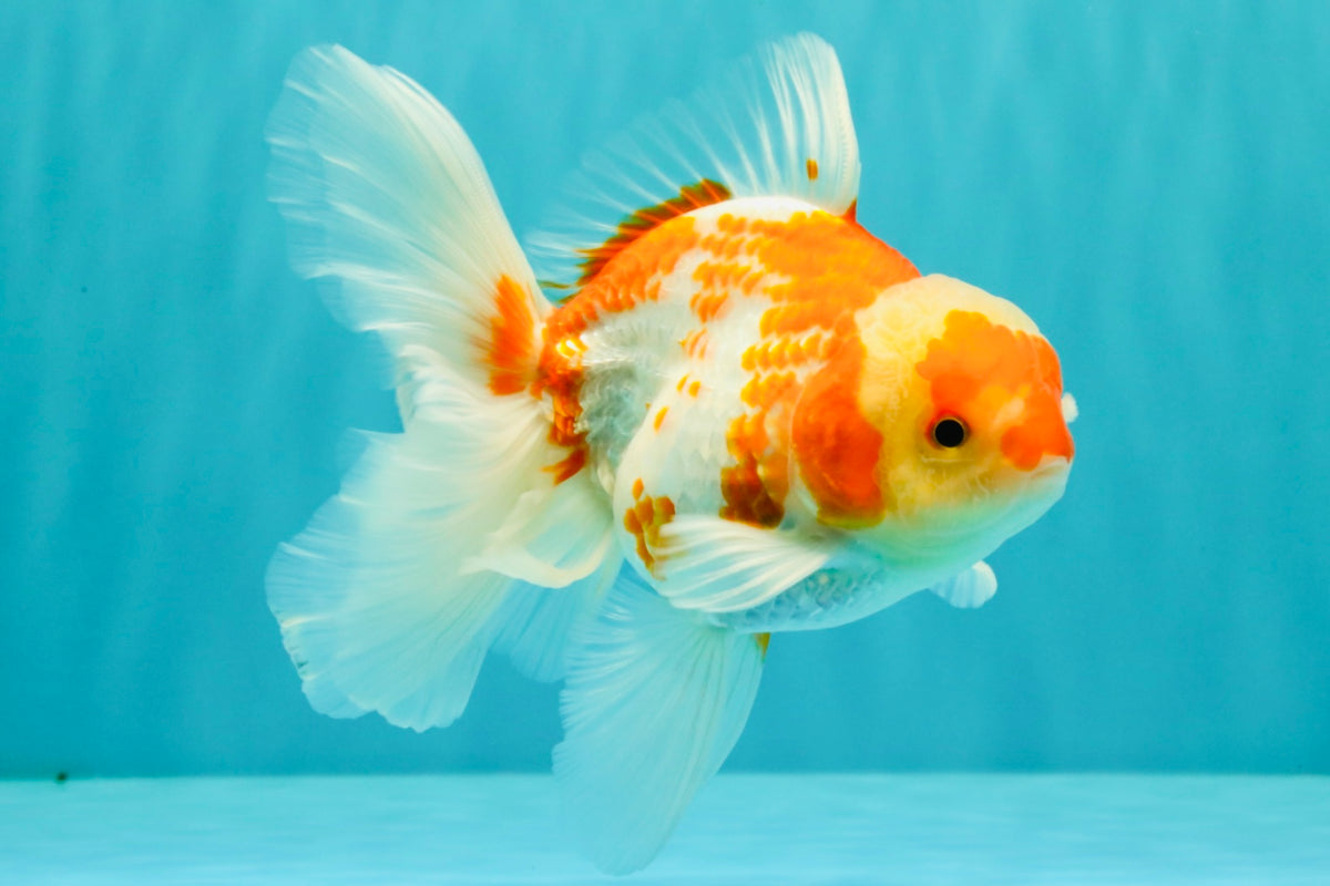 A Grade Kohaku Red White Oranda Male 5.5 inches #101626OR_12