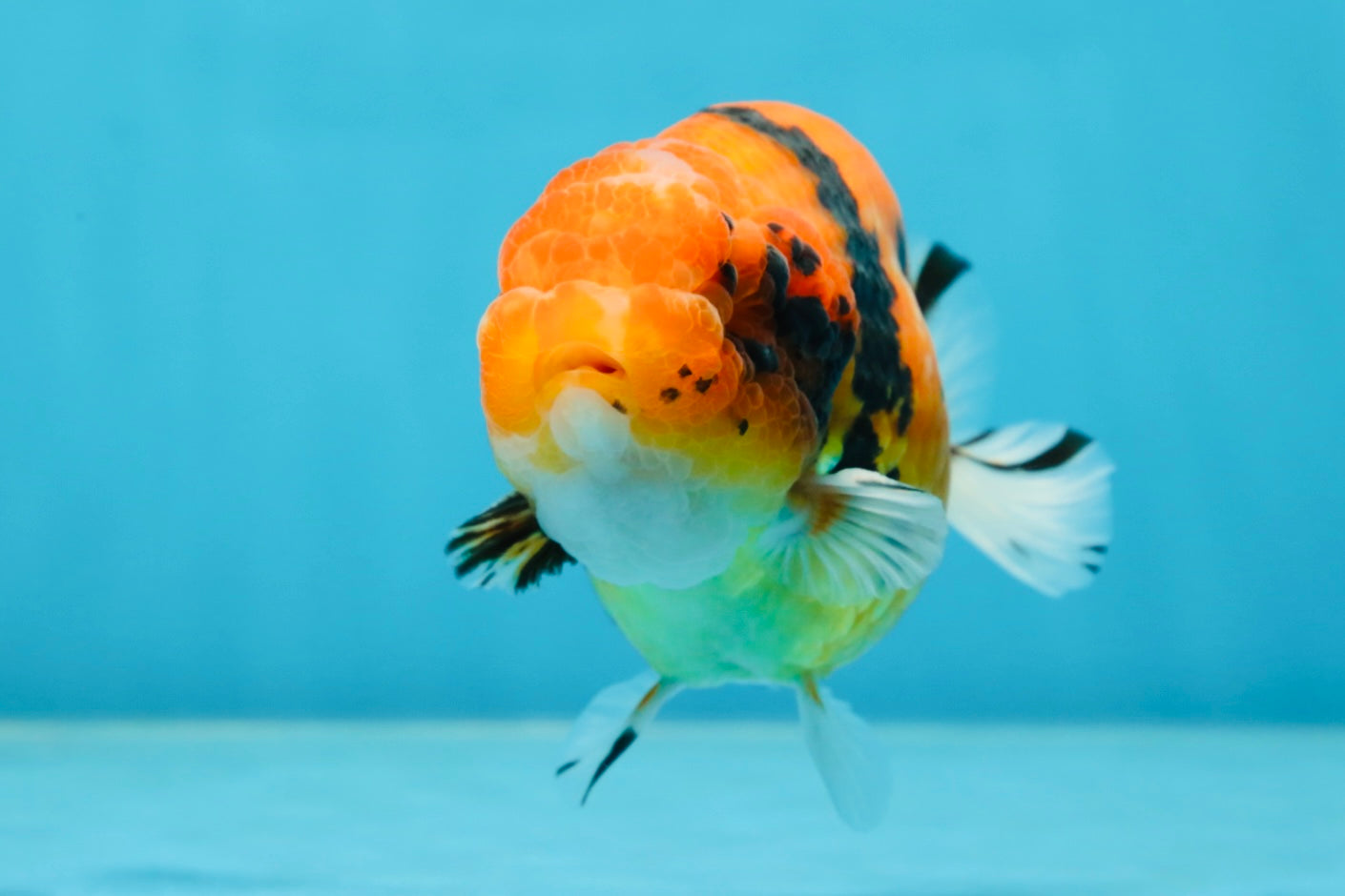 AAA Grade Tiger LionKing 4.5 inches #060625LC_04