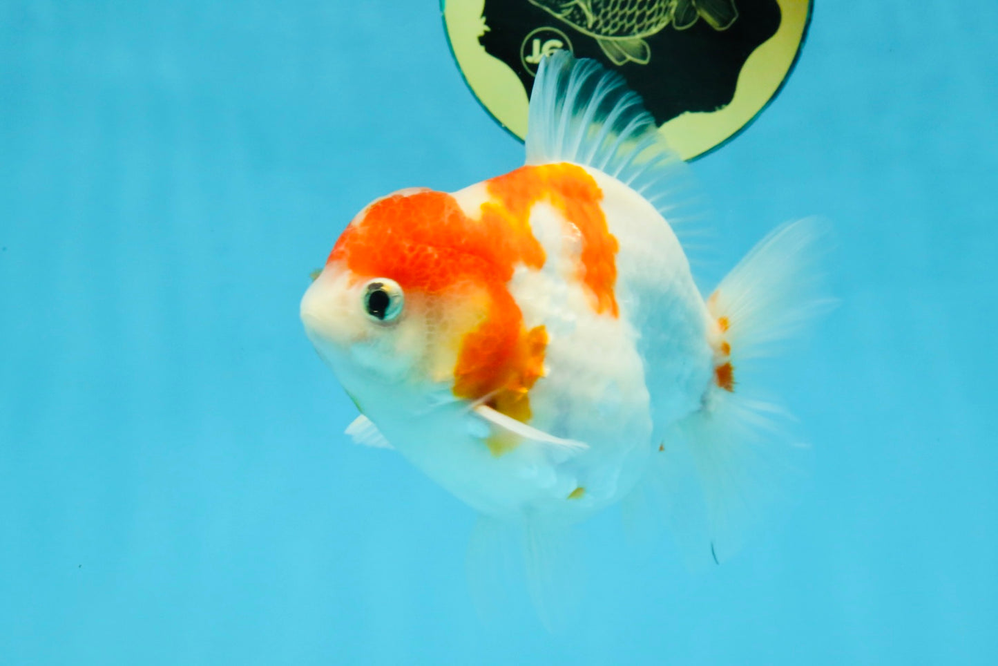 FANCY A Grade Kohaku Sakura Yuanbao Male 4.5-5 inches #112825YB_19