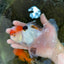 A Grade Tricolor Oranda Male 5.5 inches #070425OR_17