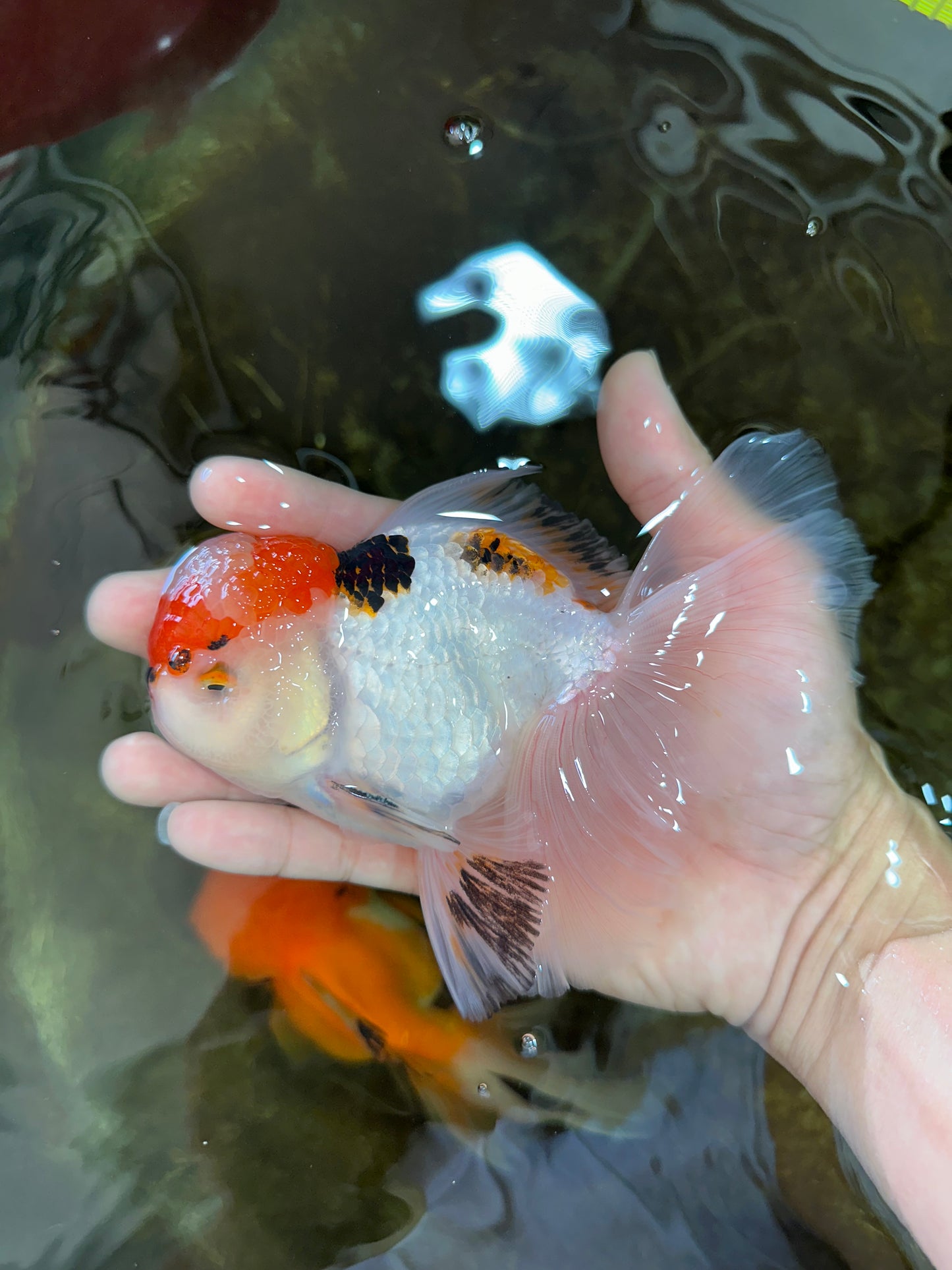 A Grade Tricolor Oranda Male 5.5 inches #070425OR_17