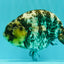 AAA Grade White Tiger Ranchu Female 6 inches #102326RC_03