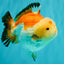 AAA Grade Tricolor Yuanbao Male 5 inches #072426YB_26