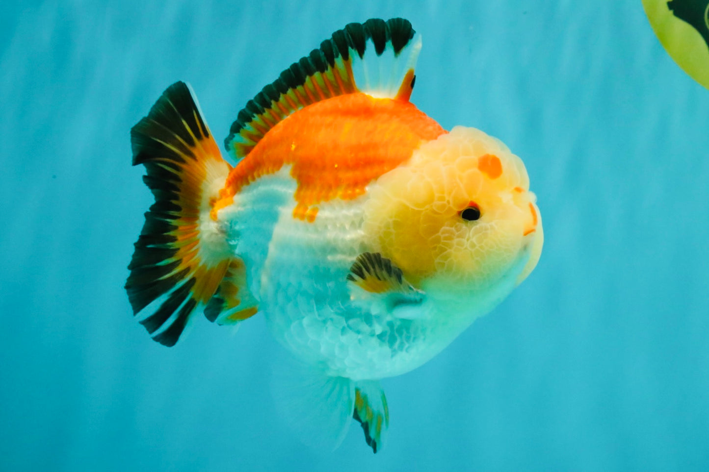 AAA Grade Tricolor Yuanbao Male 5 inches #072426YB_26