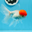 Oranda de gorra roja macho de 4,5 pulgadas #0920OR_22