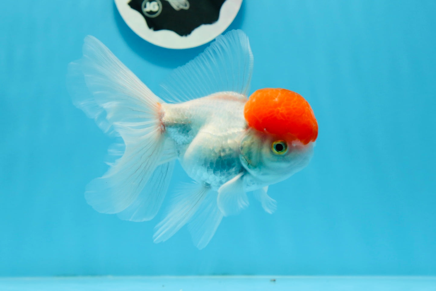 Red Cap Oranda Male 4.5 inches #0920OR_22