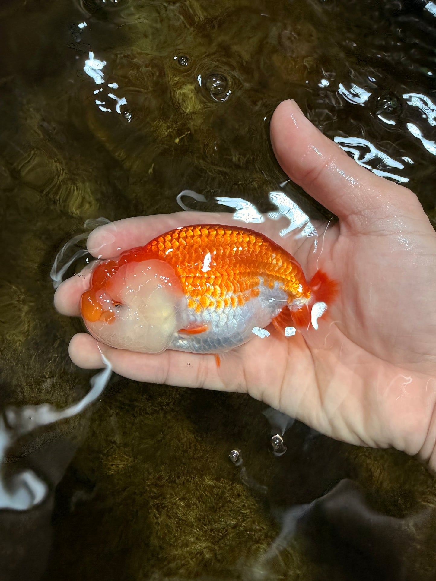 FLUFFY WEN A Grade Red White LionQueen 4 inches #112825LC_09