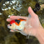 Tricolor Oranda Female 5-5.5 inches #112125OR_19