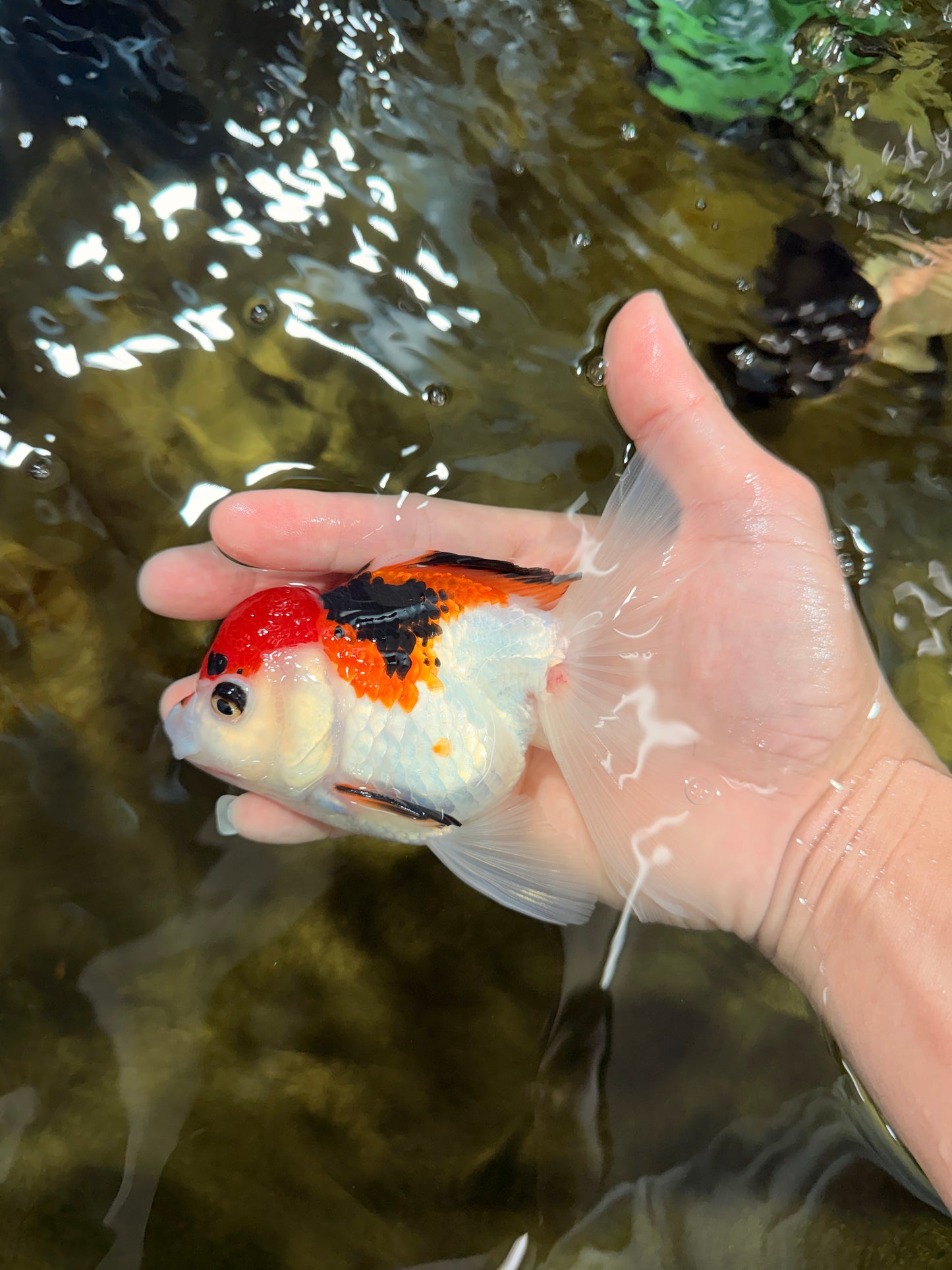 Tricolor Oranda Female 5-5.5 inches #112125OR_19