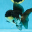 CHUBBY CHEEK Panda Oranda Female 5-5.5 inches #090525OR_20