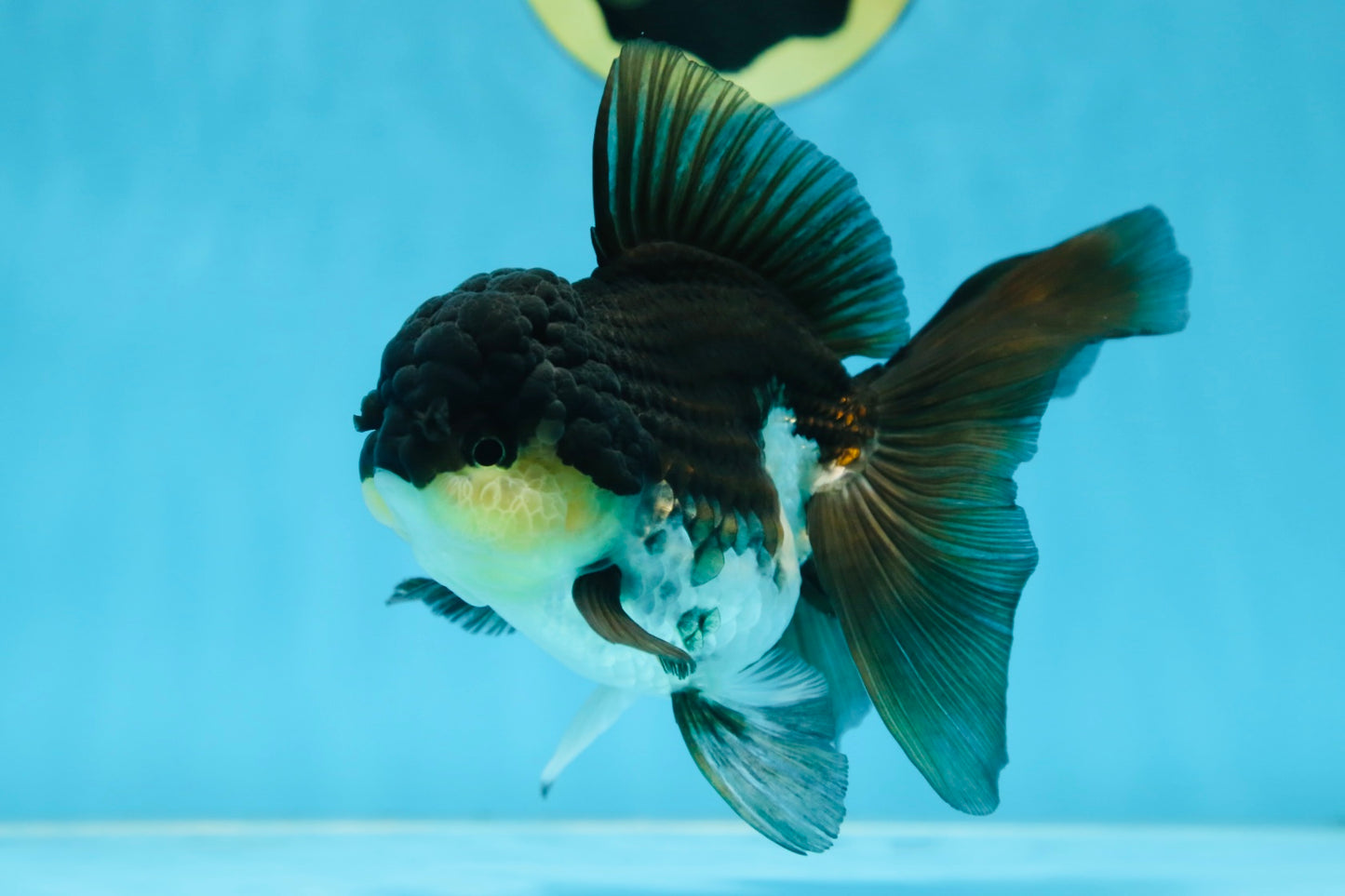 CHUBBY CHEEK Panda Oranda Female 5-5.5 inches #090525OR_20