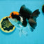 Tricolor Oranda Female 5 inches #120624OR_11