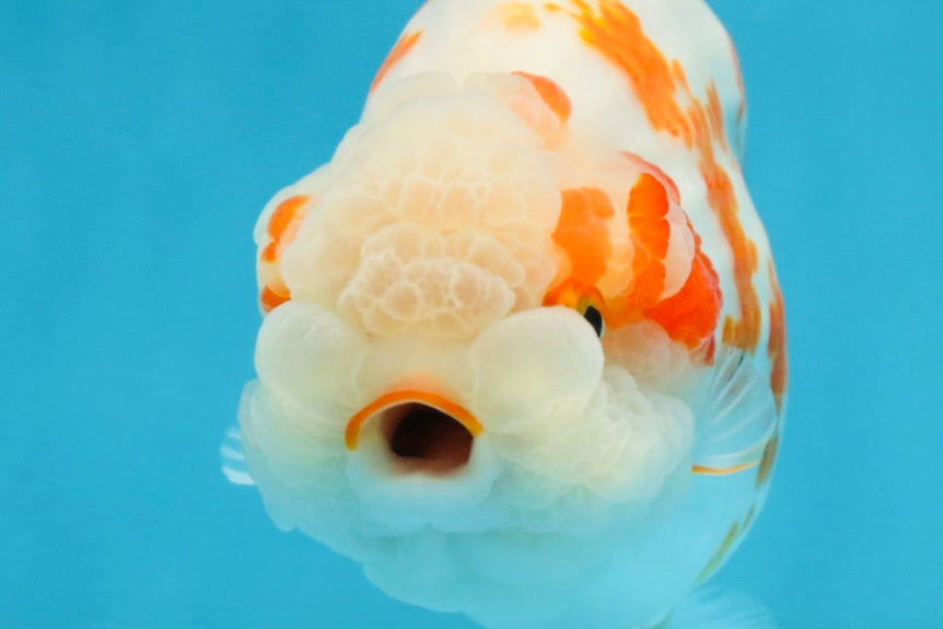 BEAUTY A Grade Kohaku Sakura LionQueen 5.5  inches #102425LC_08