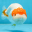 A Grade Chinese Red Head Ranchu Female 4.5 inches #101725RC_13