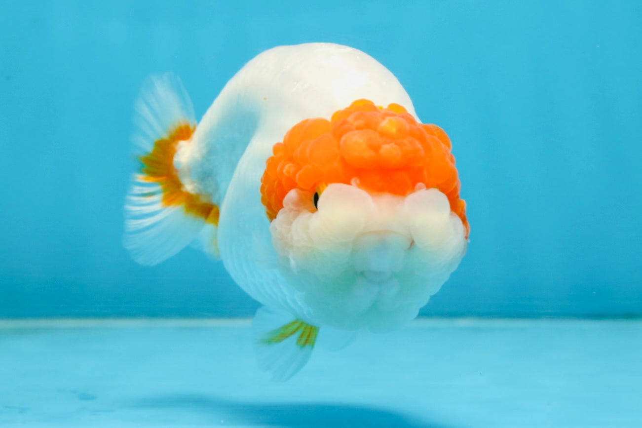 A Grade Chinese Red Head Ranchu Female 4.5 inches #101725RC_13