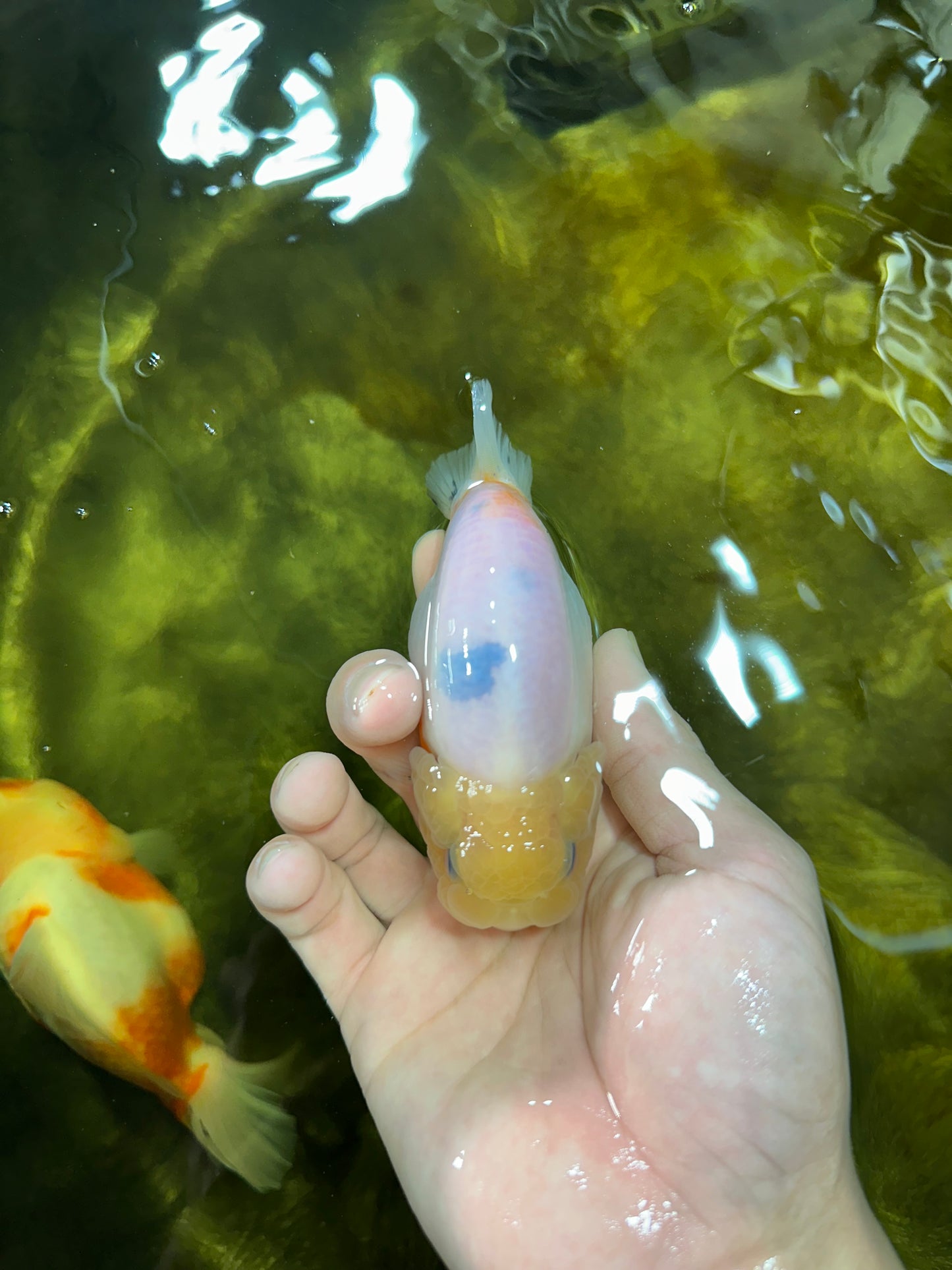 A Grade Sakura Button Eyes LionQueen 4 inches #050925LC_09