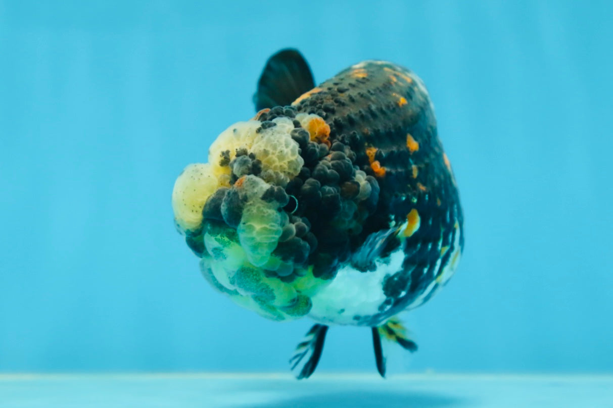 AAA Grade Special Tricolor Tiger LionQueen 4.5-5 inches #080125LC_18