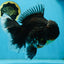 RARE AAA Grade SUPER GIANT Godzilla Kirin Oranda Female 7 inches #082225OR_07