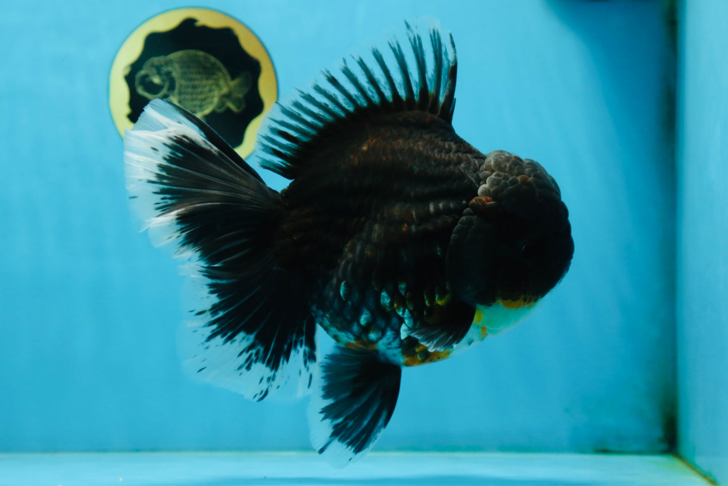 RARE AAA Grade SUPER GIANT Godzilla Kirin Oranda Female 7 inches #082225OR_07