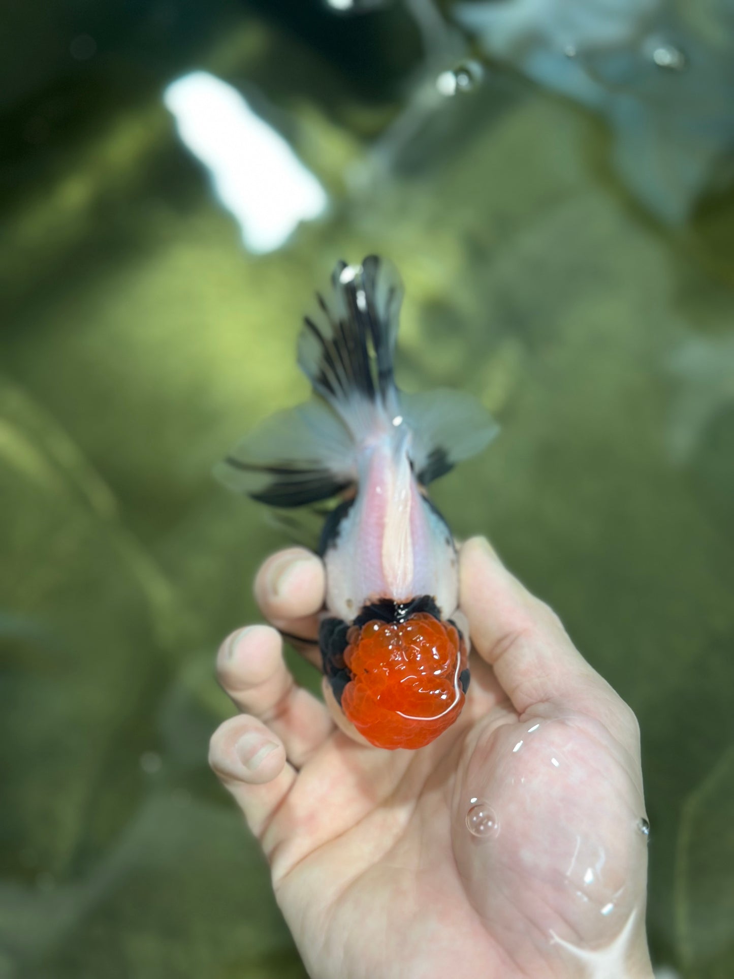 A Grade Tricolor Oranda Female 4.5 inches #010325OR_05