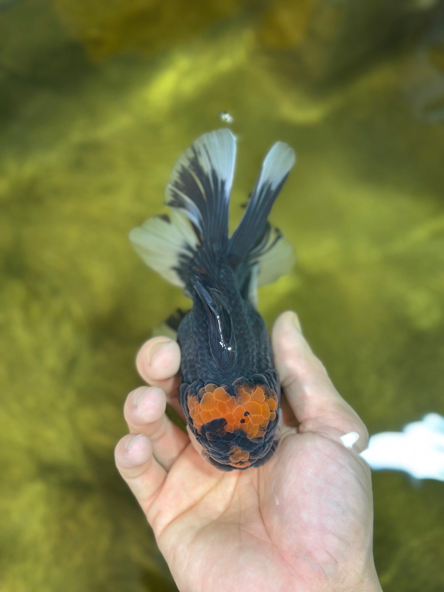 A Grade Lava Head Tricolor Oranda Male 5-5.5 inches #020725OR_31