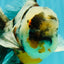 Calico Oranda Male 6.5 inches #082826OR_02