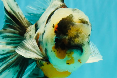Calico Oranda Male 6.5 inches #082826OR_02