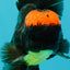 A Grade Tricolor Red Head Oranda Male 5-5.5 inches #041726OR_10