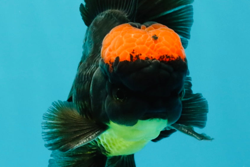 A Grade Tricolor Red Head Oranda Male 5-5.5 inches #041726OR_10