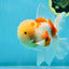 AAA Grade Godzilla Sakura Oranda Male 5 inches #052325OR_09