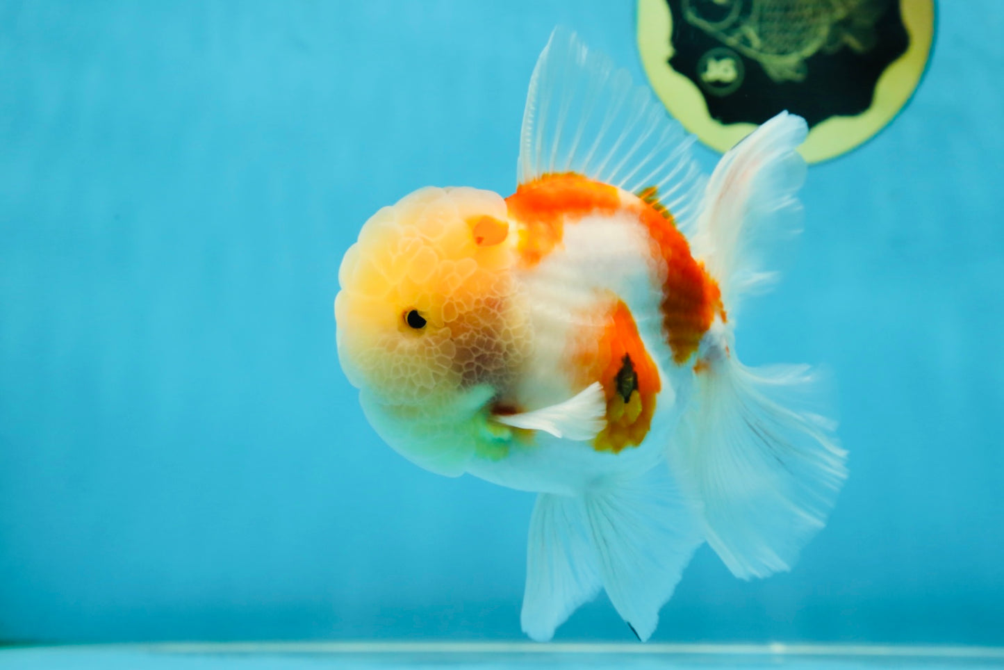 AAA Grade Godzilla Sakura Oranda Male 5 inches #052325OR_09