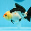 A Grade Tricolor Yuanbao Female 5 inches #0906YB_22