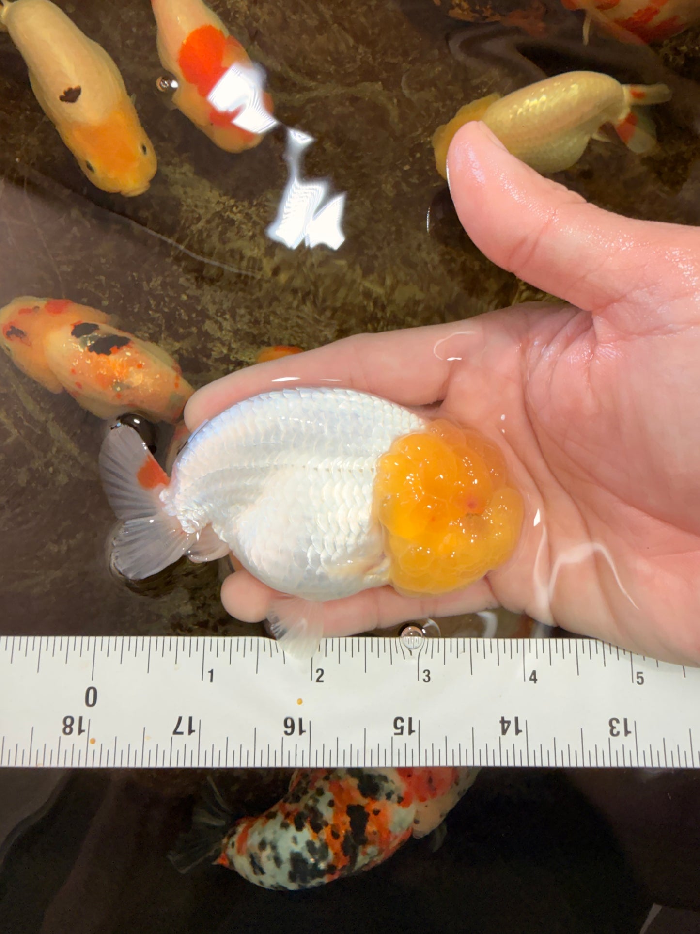 AAA Grade Young Lemonhead LionQueen 4 inches #101025LC_02