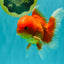 A Grade Red White Oranda Male 5-5.5 inches #082826OR_14
