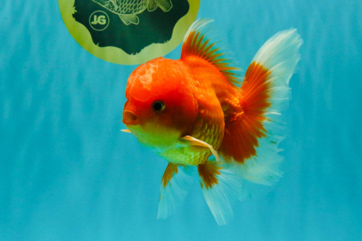 A Grade Red White Oranda Male 5-5.5 inches #082826OR_14