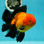 A Grade Apache (Black Orange) Oranda Male 5.5 inches #110124OR_09