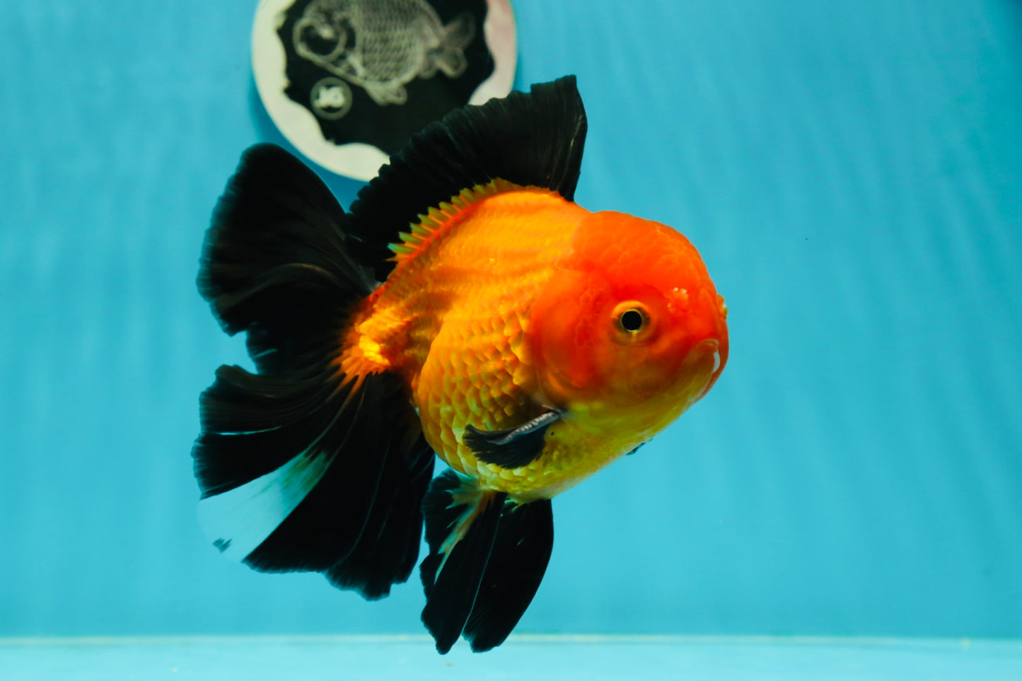 A Grade Apache (Black Orange) Oranda Male 5.5 inches #110124OR_09