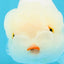 White Lionchu Female 4.5 inches #032726LC_22