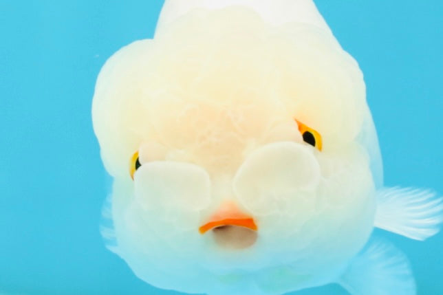 White Lionchu Female 4.5 inches #032726LC_22