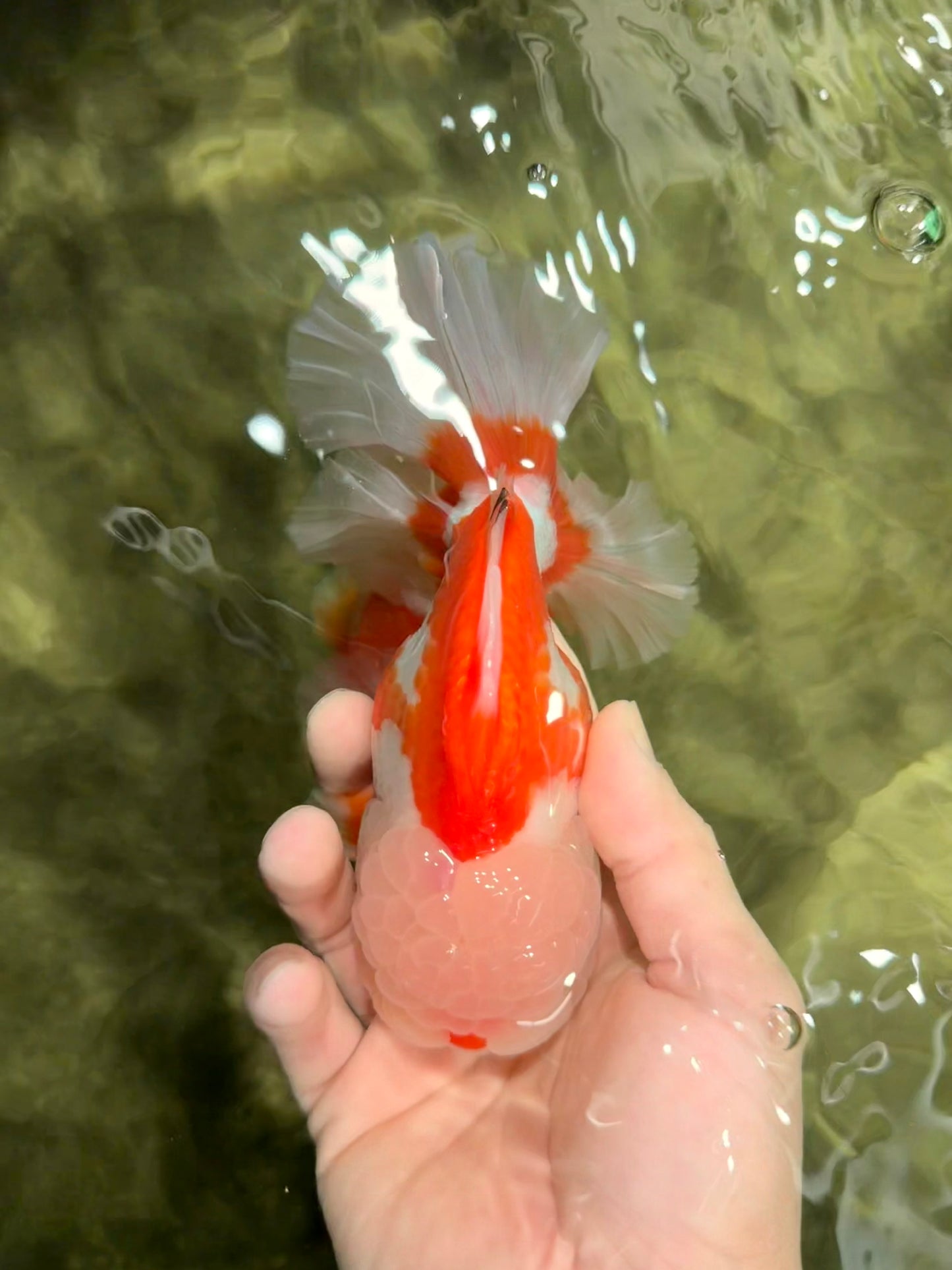 OLAF A Grade Red White Oranda Male 6 inches #040326OR_14