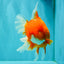 TOMATO AAA Grade Jumbo Broadtail Red Oranda Male 8.5-9 inches #072426OR_03