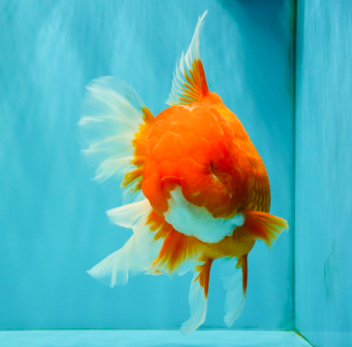 TOMATO AAA Grade Jumbo Broadtail Red Oranda Male 8.5-9 inches #072426OR_03