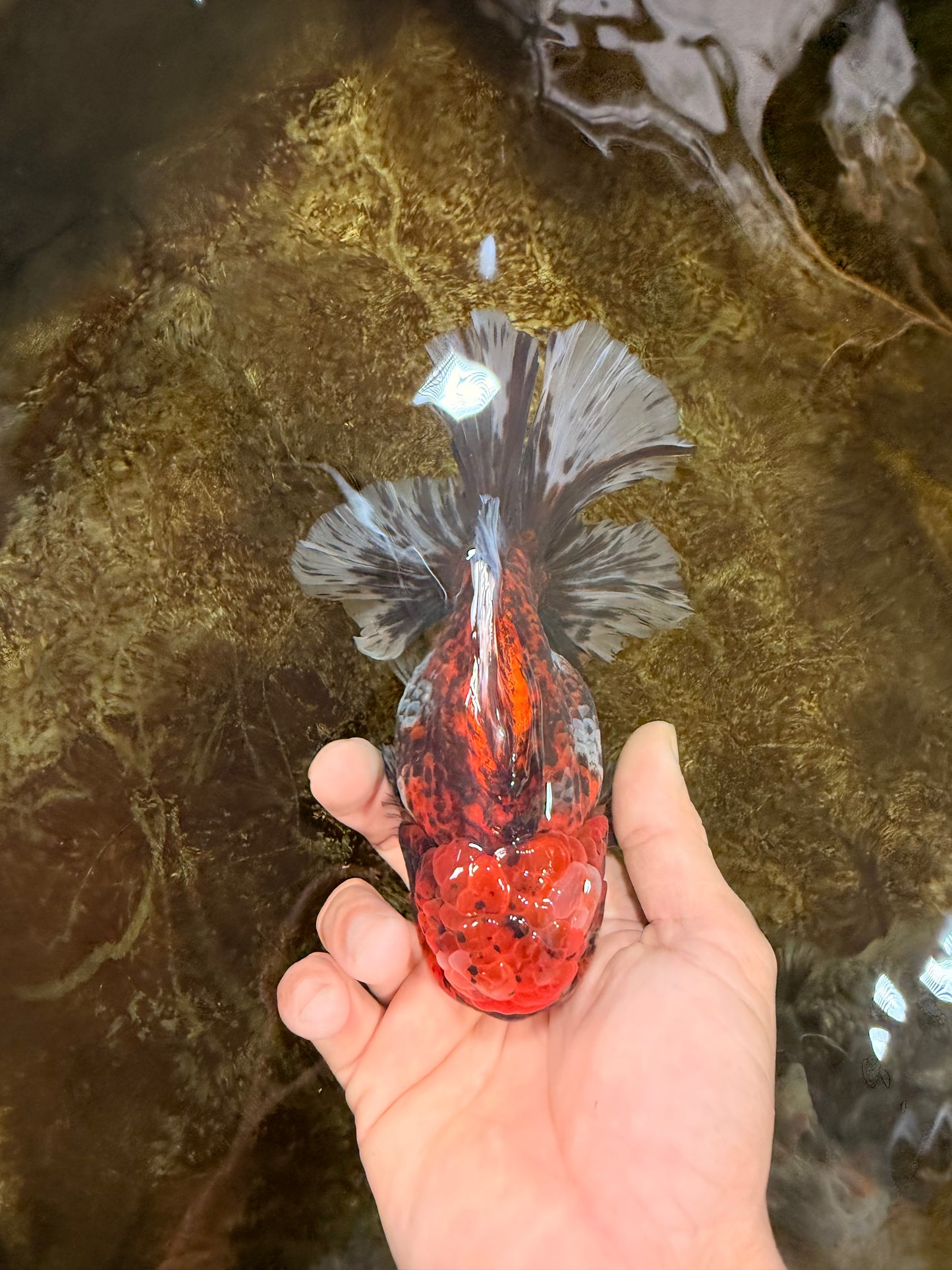 AAA Grade Calico Oranda Male 6 inches #101725OR_23