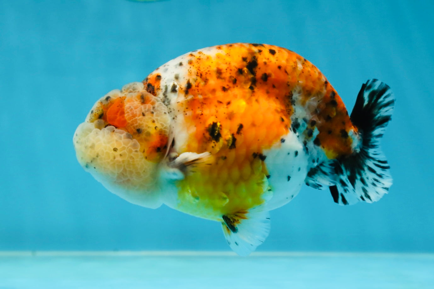 AAA Grade Calico LionKing 4.5-5 inches #050925LC_03