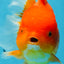 SUPER CUTE A Grade Red White Oranda Female 6.5 inches #110725OR_01