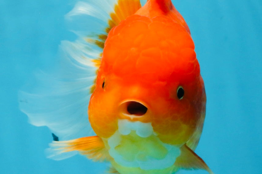 SUPER CUTE A Grade Red White Oranda Female 6.5 inches #110725OR_01