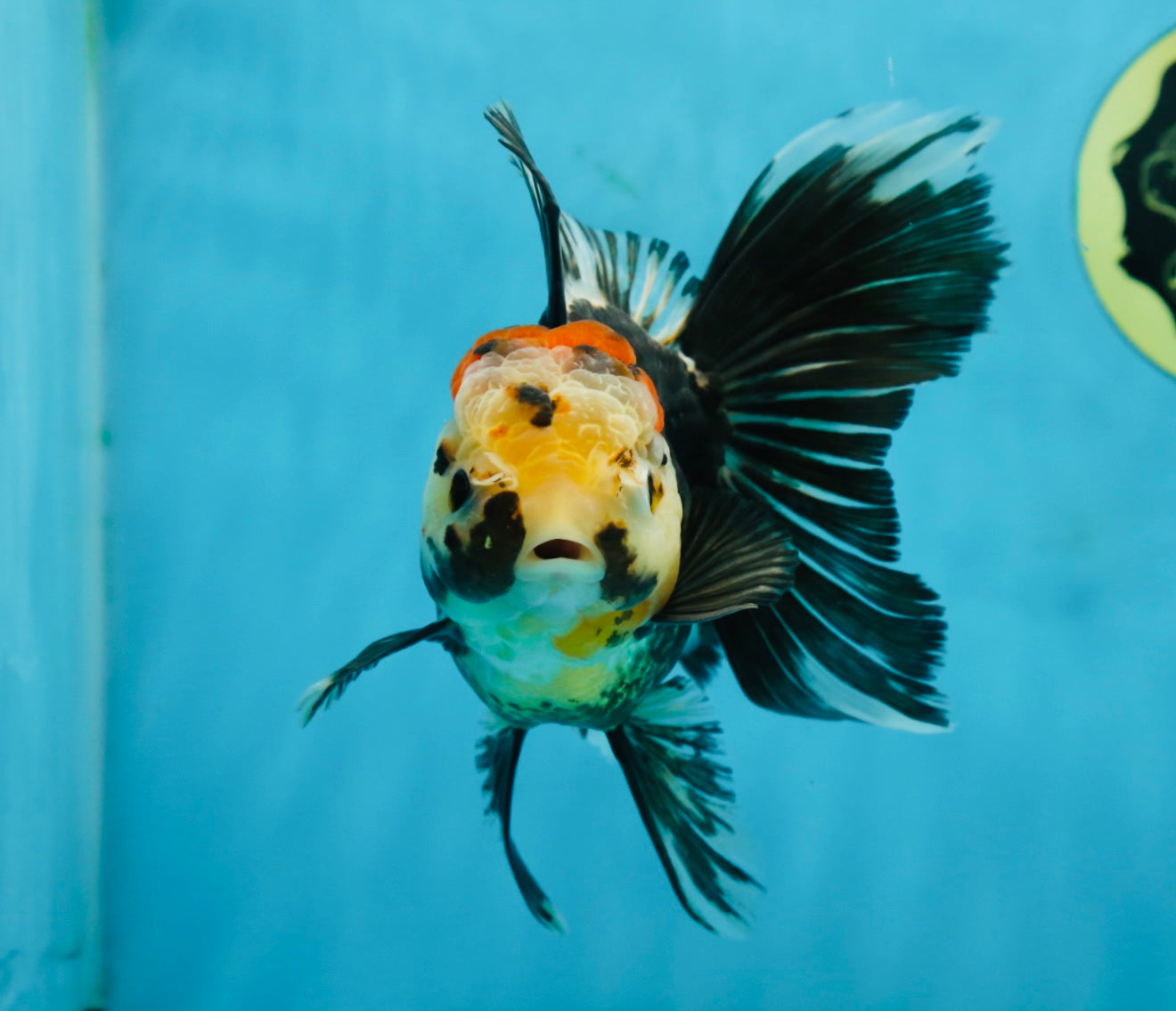 A Grade Tricolor Oranda Female 5.5-6 inches #062725OR_24