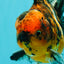 AAA Grade Tiger Oranda Male 6-6.5  inches #071026OR_36